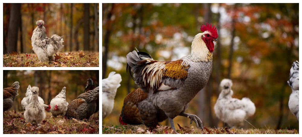 heather-craig-family-sal-and-bella015