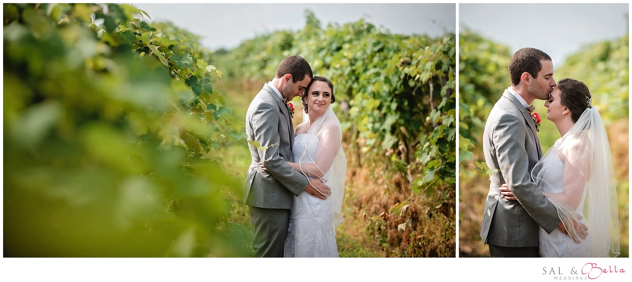 Quincy cellars vinyard